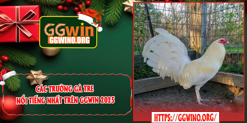 Các Trường Gà Tre Nổi Tiếng Nhất Trên GGWIN 2025