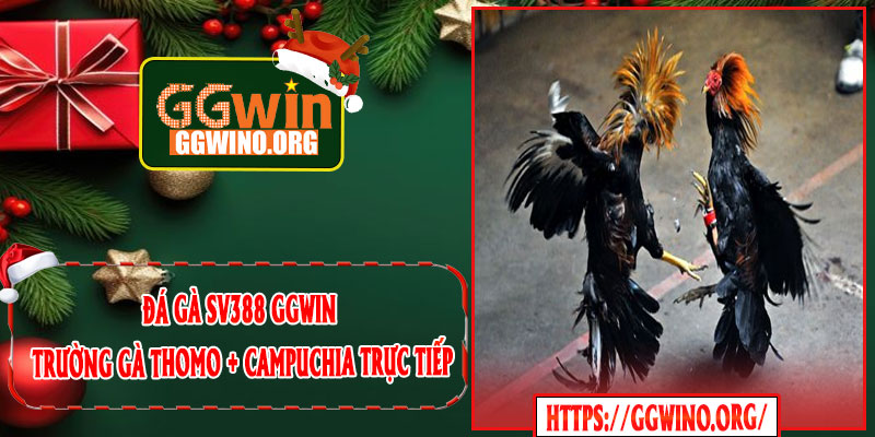 Đá Gà SV388 GGWIN - Trường Gà Thomo + Campuchia Trực Tiếp