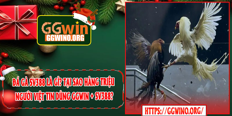 Đá Gà SV388 Là Gì? Tại Sao Hàng Triệu Người Việt Tin Dùng GGWIN + SV388?